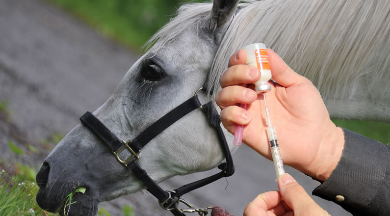 Horse Vaccinations Horse Vaccinations